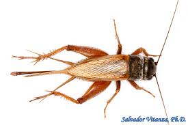 Attēlu rezultāti vaicājumam “Orthoptera”