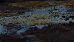 Attēlu rezultāti vaicājumam “Mucronella bresadolae”