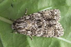 Attēlu rezultāti vaicājumam “Acronicta megacephala”