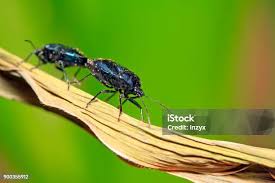 Attēlu rezultāti vaicājumam “Zicrona caerulea”