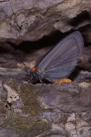 Attēlu rezultāti vaicājumam “Atolmis rubricollis”