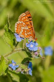 Attēlu rezultāti vaicājumam “Euphydrias aurinia”