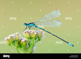 Attēlu rezultāti vaicājumam “Coenagrion pulchellum male”