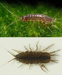 Attēlu rezultāti vaicājumam “Asellus aquaticus”