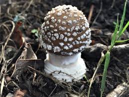 Attēlu rezultāti vaicājumam “Amanita pantherina”