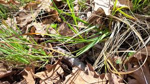 Attēlu rezultāti vaicājumam “Carex acutiformis leaf”