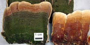 Attēlu rezultāti vaicājumam “Stereum fasciatum”