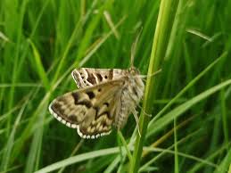 Attēlu rezultāti vaicājumam “Callistege mi”