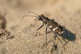 Attēlu rezultāti vaicājumam “Cicindela campestris imago”