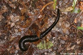 Attēlu rezultāti vaicājumam “Haemopis sanguisuga”