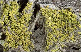Attēlu rezultāti vaicājumam “Chaenotheca chrysocephala”