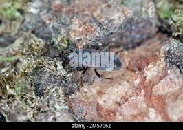 Attēlu rezultāti vaicājumam “Eremocoris plebejus”