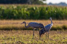 Attēlu rezultāti vaicājumam “Grus grus adult”