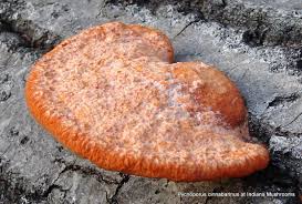 Attēlu rezultāti vaicājumam “Pycnoporus cinnabarinus”