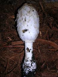 Attēlu rezultāti vaicājumam “Coprinus comatus”