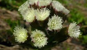 Attēlu rezultāti vaicājumam “Petasites spurius bud”