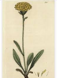 Attēlu rezultāti vaicājumam “Pilosella officinarum”