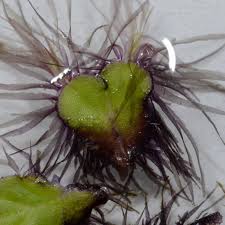 Attēlu rezultāti vaicājumam “Ricciocarpos natans”