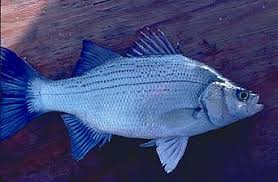 Image result for Morone chrysops