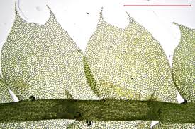Attēlu rezultāti vaicājumam “Lophocolea coadunata”