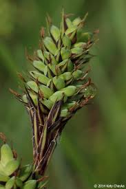 Attēlu rezultāti vaicājumam “Carex digitata bud”