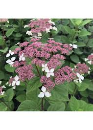 Attēlu rezultāti vaicājumam “Hydrangea arborescens”