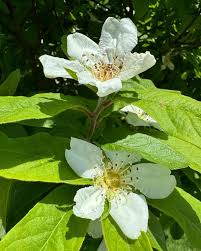 Attēlu rezultāti vaicājumam “Mespilus germanica”