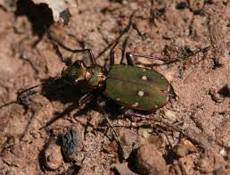 Attēlu rezultāti vaicājumam “Cicindela campestris”