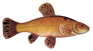 Image result for Tinca tinca