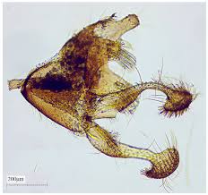 Attēlu rezultāti vaicājumam “Eriocraniidae”