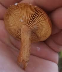 Attēlu rezultāti vaicājumam “Phleogena faginea young”