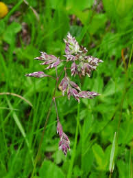 Attēlu rezultāti vaicājumam “Poa pratensis flower”