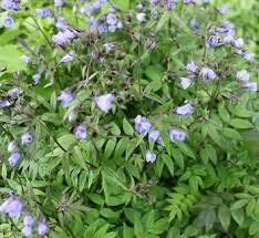 Attēlu rezultāti vaicājumam “Polemonium caeruleum fruit”