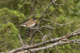 Image result for Emberiza rustica