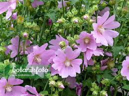 Image result for Lavatera thuringiaca