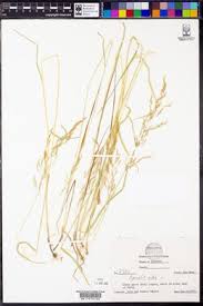 Attēlu rezultāti vaicājumam “Agrostis stolonifera subsp. straminea”