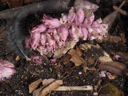 Attēlu rezultāti vaicājumam “Lathraea squamaria fruit”