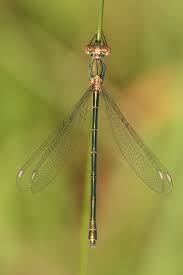 Attēlu rezultāti vaicājumam “Chalcolestes viridis”