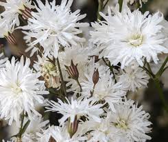 Image result for Lychnis flos-cuculi