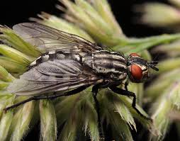 Attēlu rezultāti vaicājumam “Sarcophaga carnaria”