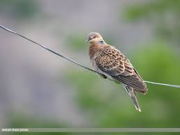 Image result for Streptopelia orientalis