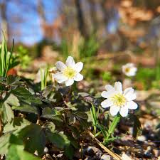 Image result for Buschwindröschen