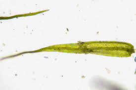 Attēlu rezultāti vaicājumam “Rhynchostegiella tenella”