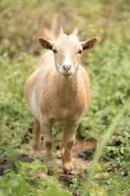 Attēlu rezultāti vaicājumam “Capra”