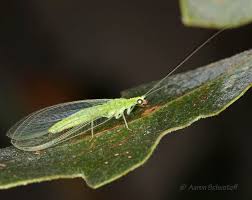 Attēlu rezultāti vaicājumam “Ophiotheca chrysosperma”
