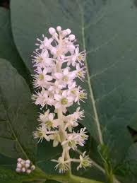 Attēlu rezultāti vaicājumam “Phytolacca acinosa leaf”