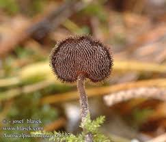 Attēlu rezultāti vaicājumam “Auriscalpium vulgare”