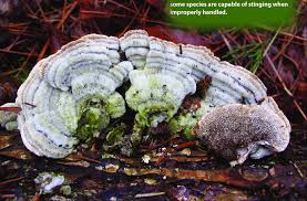 Attēlu rezultāti vaicājumam “Cerrena unicolor”