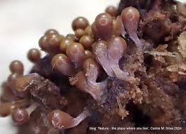 Attēlu rezultāti vaicājumam “Hemitrichia clavata stalked”