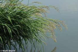 Attēlu rezultāti vaicājumam “Phalaroides arundinacea”